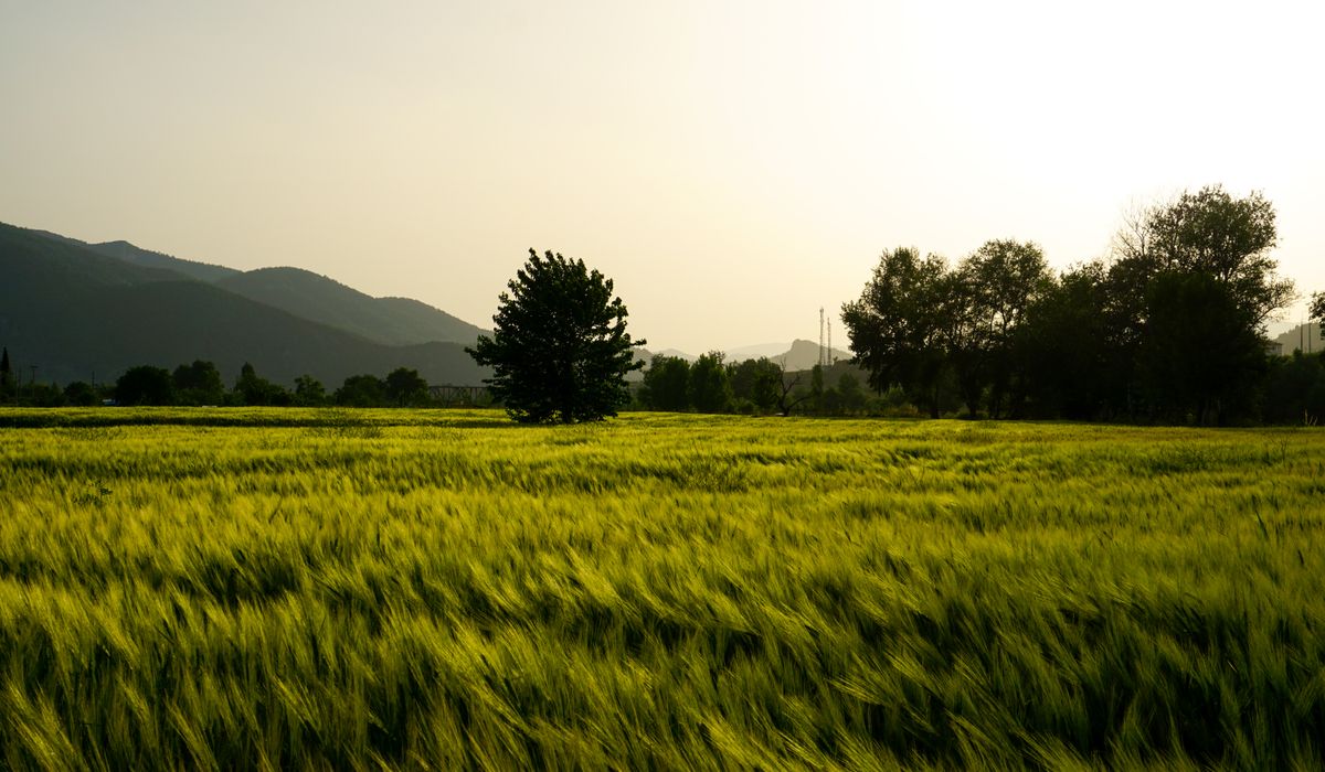 Choosing the Right Wheat for Your Kitchen Mill