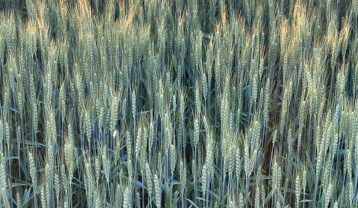 Improving Soil Health on Small Wheat Holdings