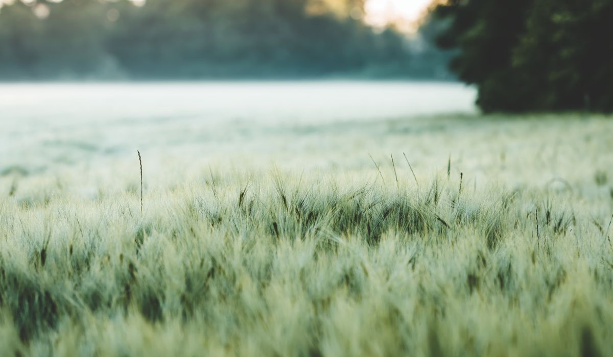 Understanding Heritage Wheat Varieties for Home Bakers